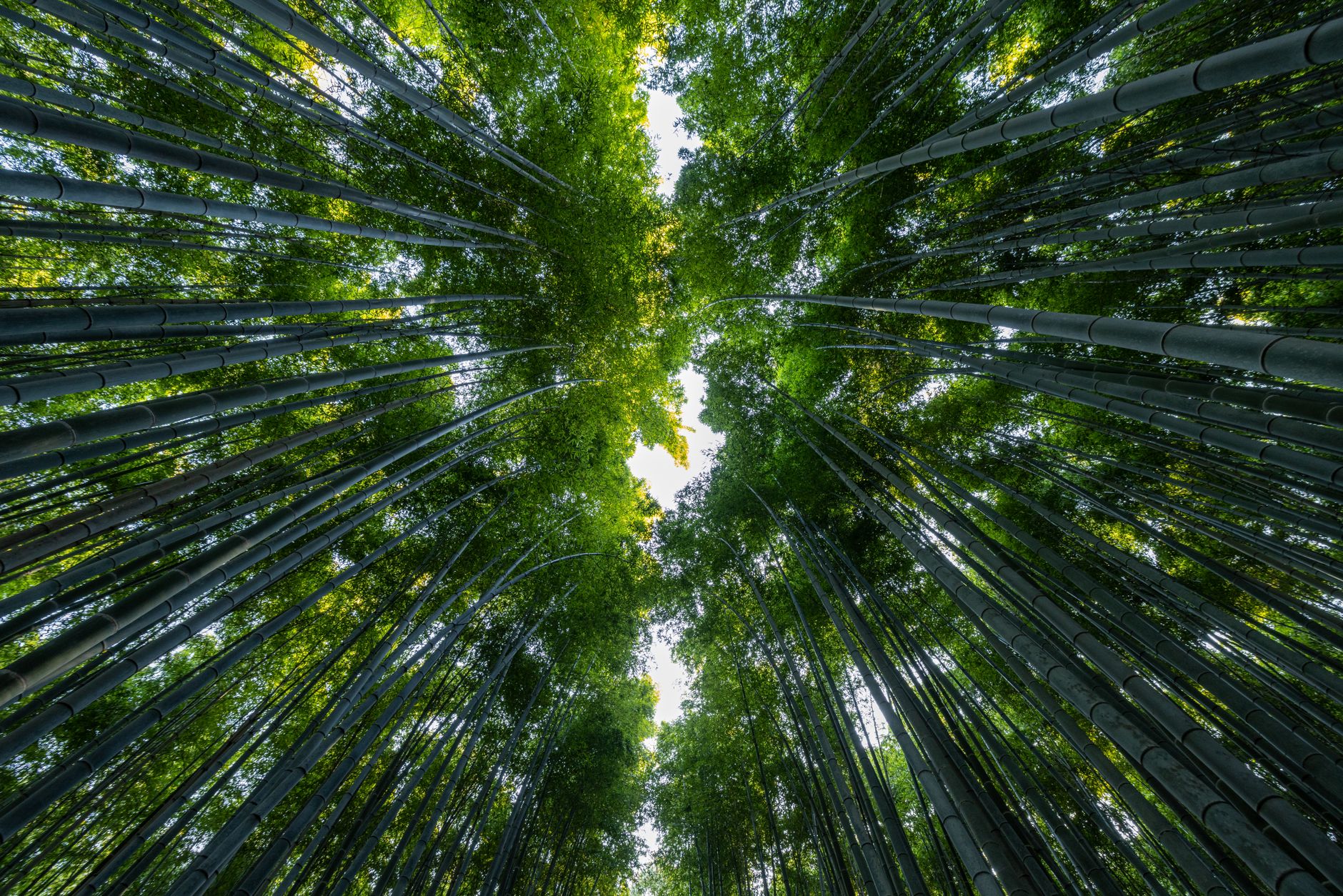 早朝の嵐山で静寂に出会う。混雑を避ける夏の京都・竹林散歩のススメ