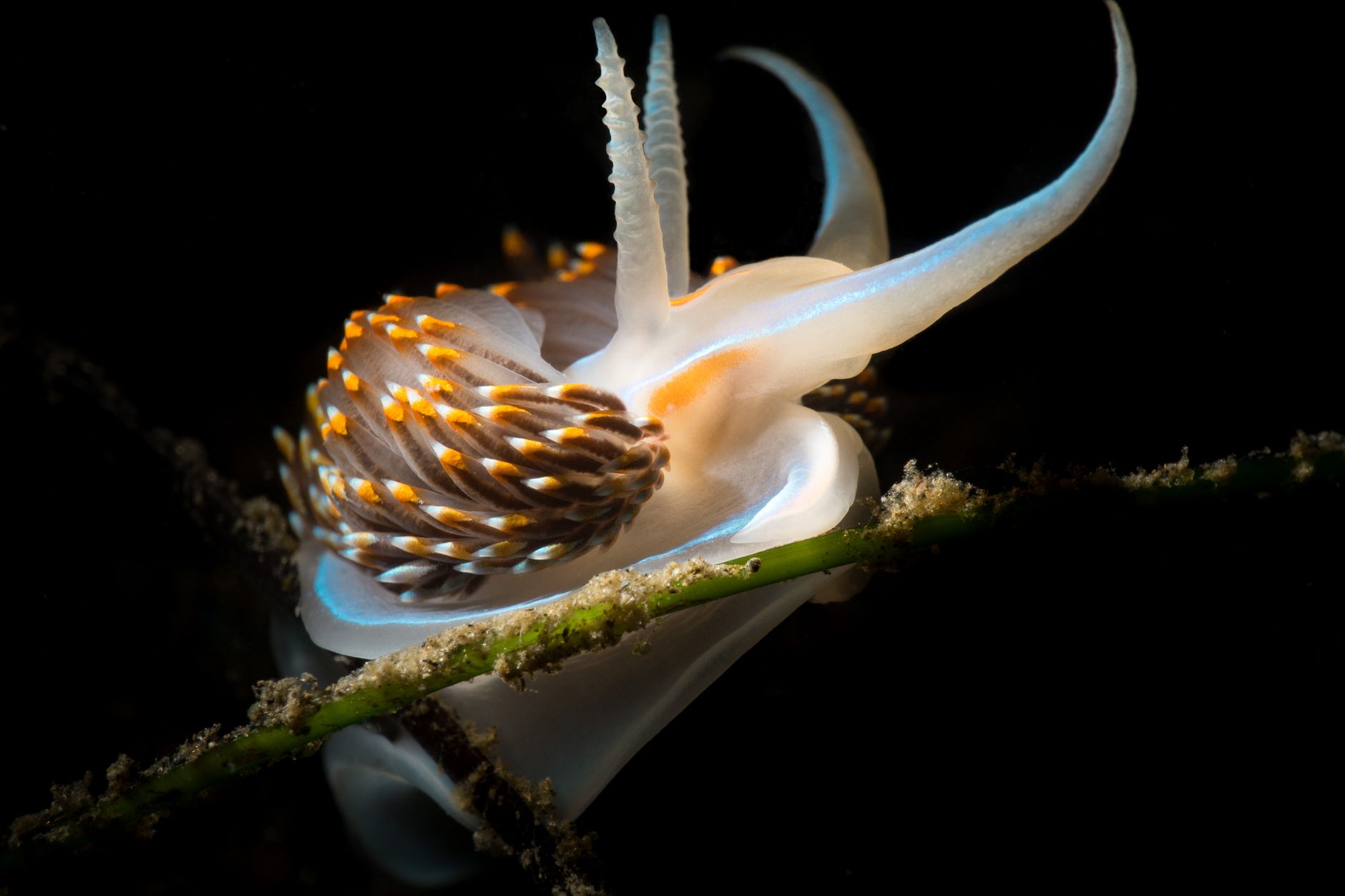 光合成をする動物たち：ウミウシが植物から葉緑体を盗む「盗葉緑体」の謎