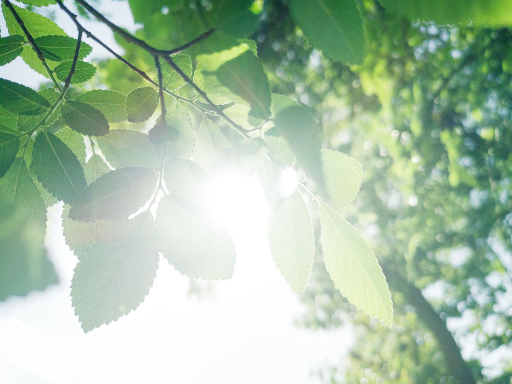 物言わぬ植物たちの『おしゃべり』：化学物質で敵の襲来を知らせ合う、緑のコミュニケーションの不思議