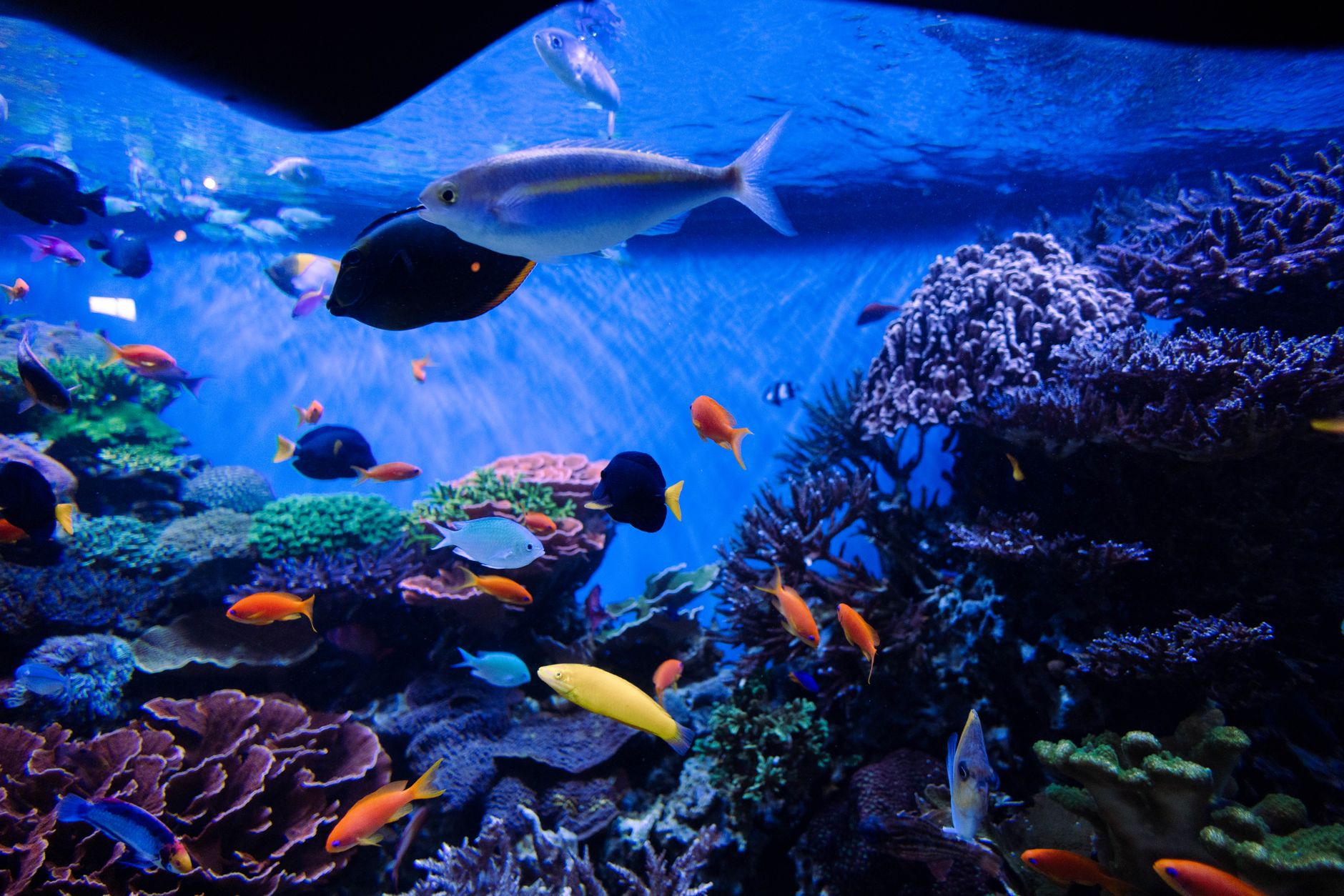 子連れで楽しむしながわ水族館。アクアパークとの違いと快適に回るファミリーガイド