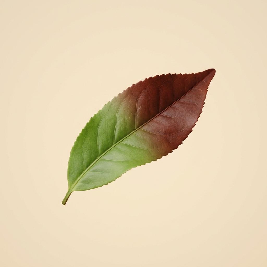 紅茶の『発酵』は発酵じゃない — 同じ葉から緑茶も紅茶も生まれる理由