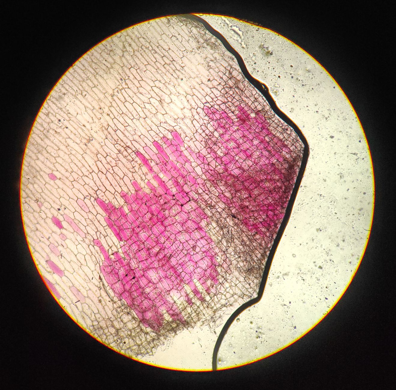 顕微鏡下で観察されたタマネギの表皮細胞と分子生物学的なゲノム編集のミクロな世界