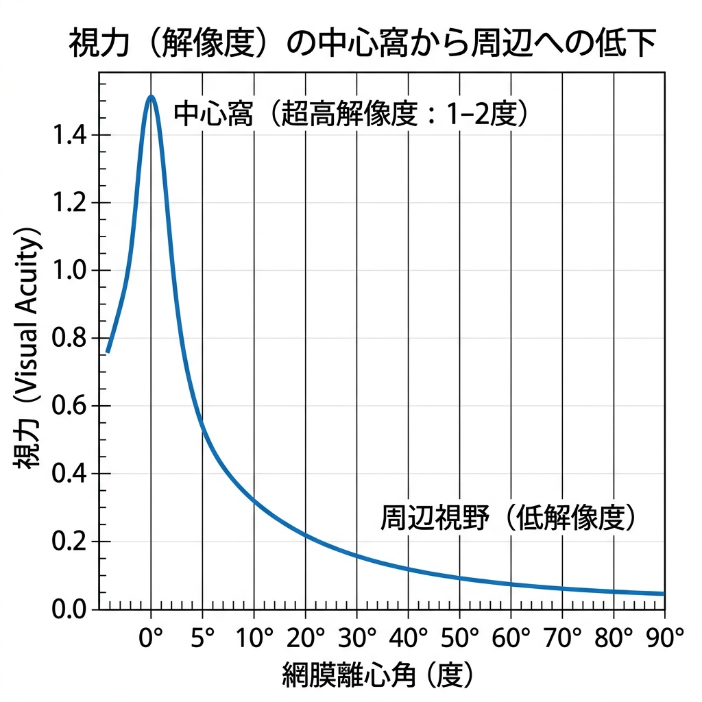 中心窩（高解像度の中心視野）とぼやけた周辺視野の範囲を示すイメージ図