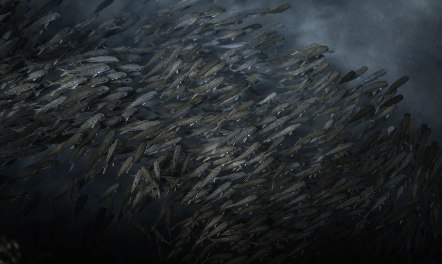 水中の魚の群れ