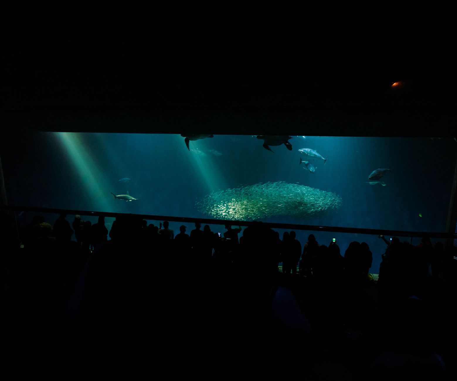 水族館の大水槽とシルエット