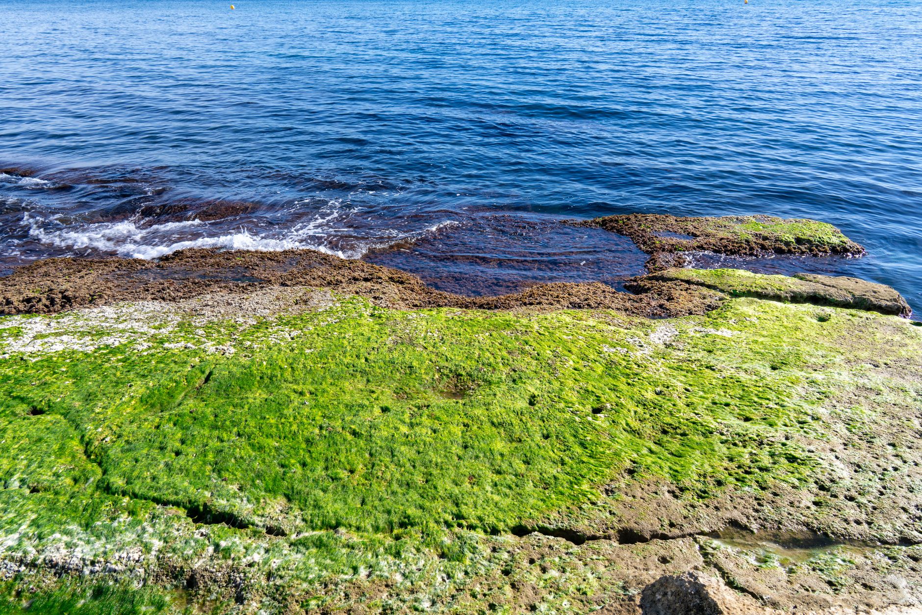 海藻が広がる海のイメージ