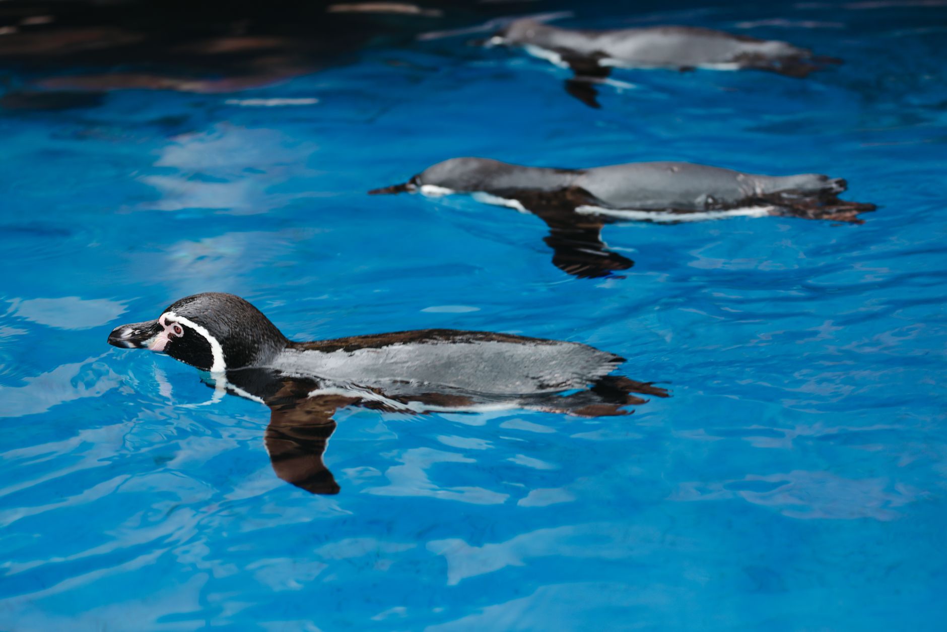 青く透き通った水の中を泳ぐペンギンたち