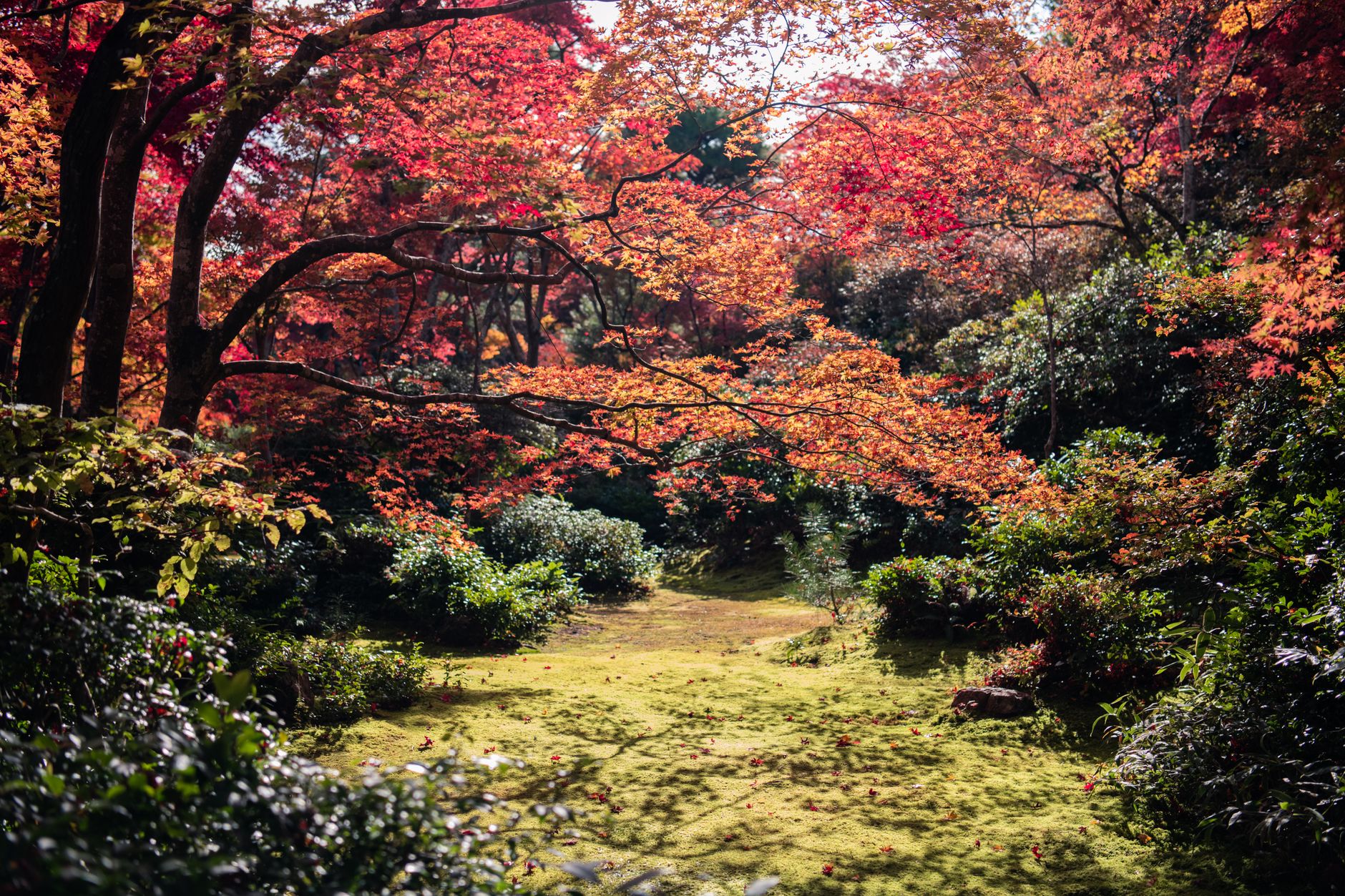 美しい苔庭と山々に囲まれた実光院の風景