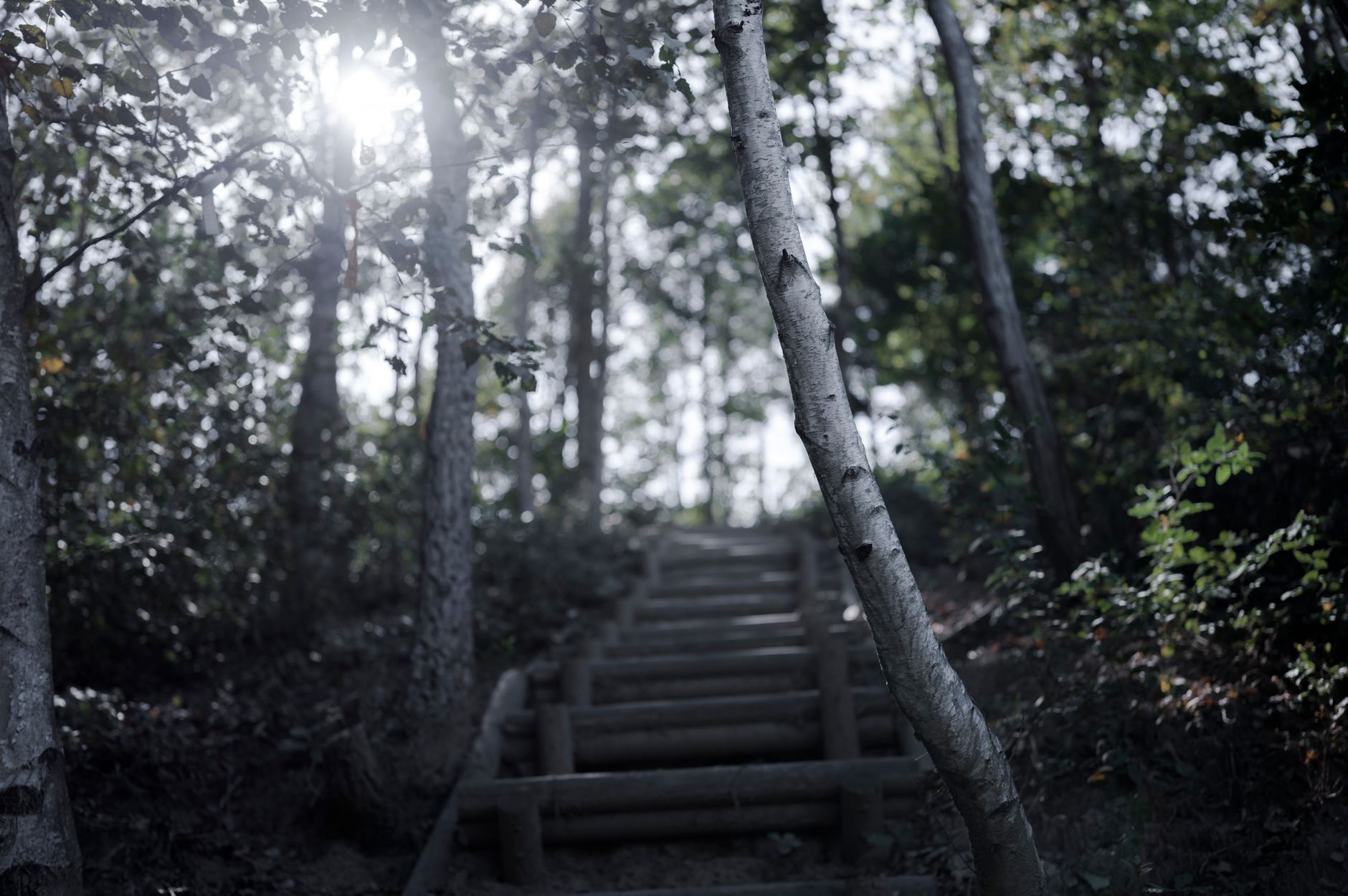 木々に包まれた山道の階段
