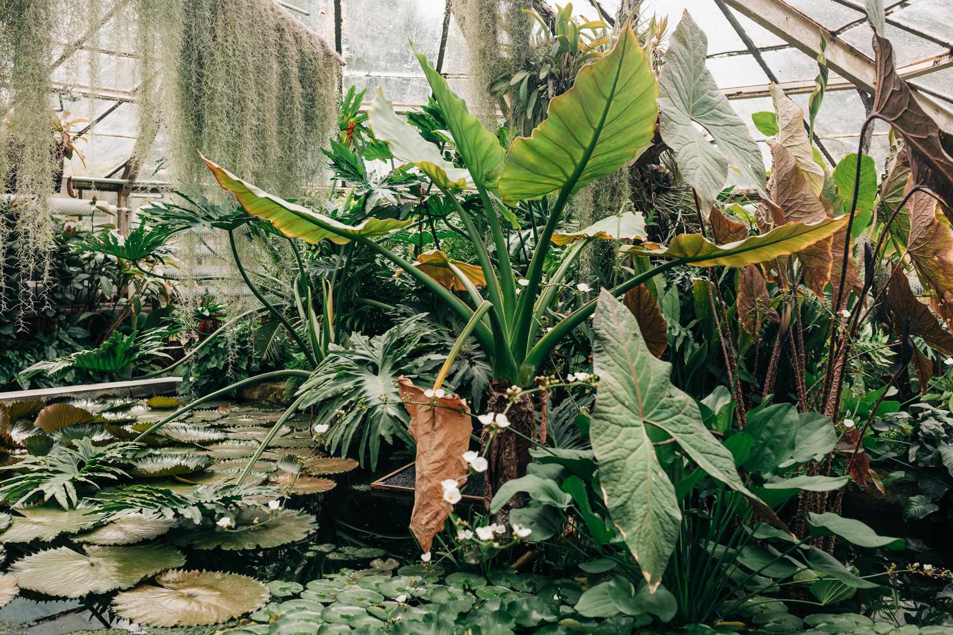 夢の島熱帯植物館の大温室と生い茂る熱帯植物