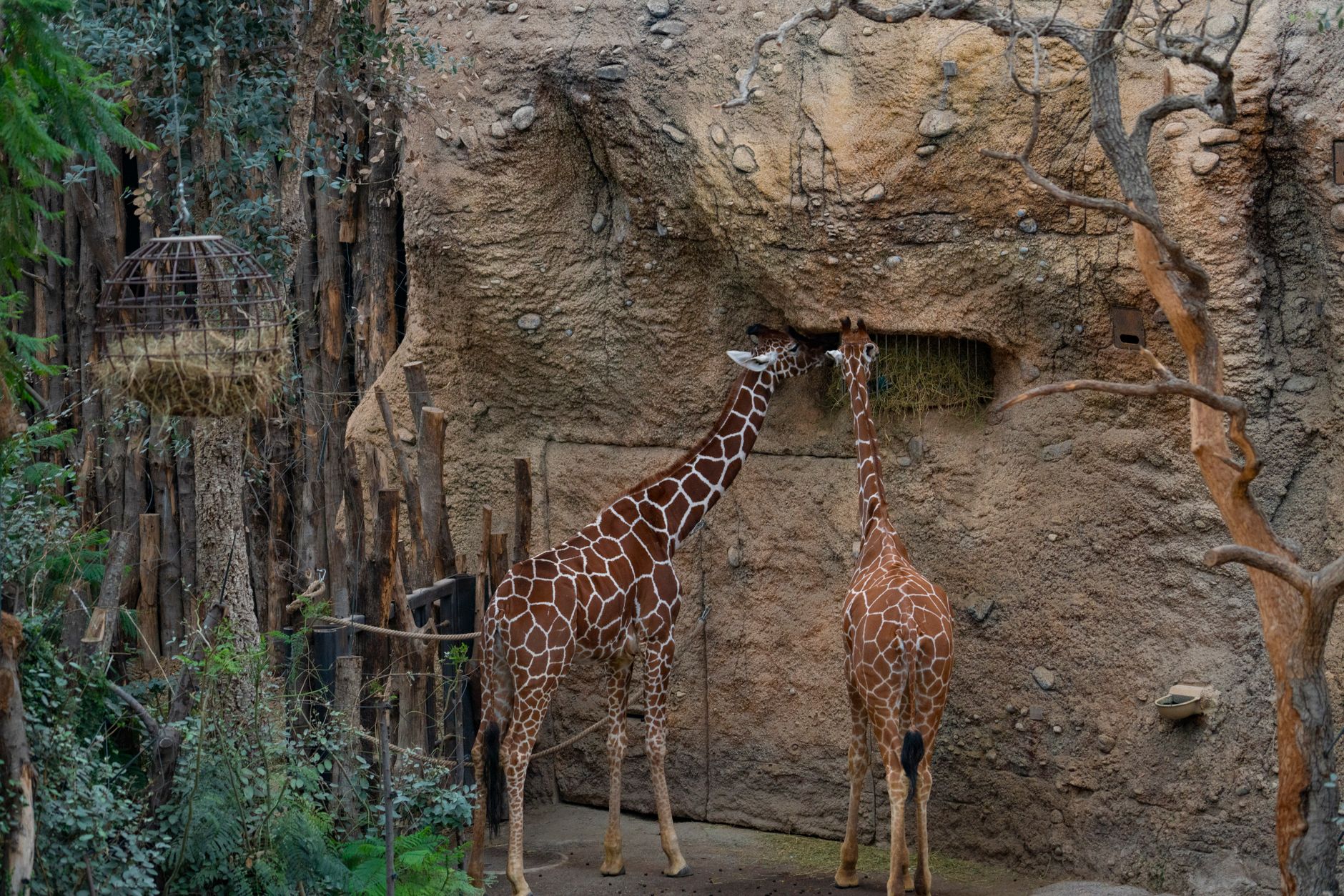 よこはま動物園ズーラシアのキリンのイメージ